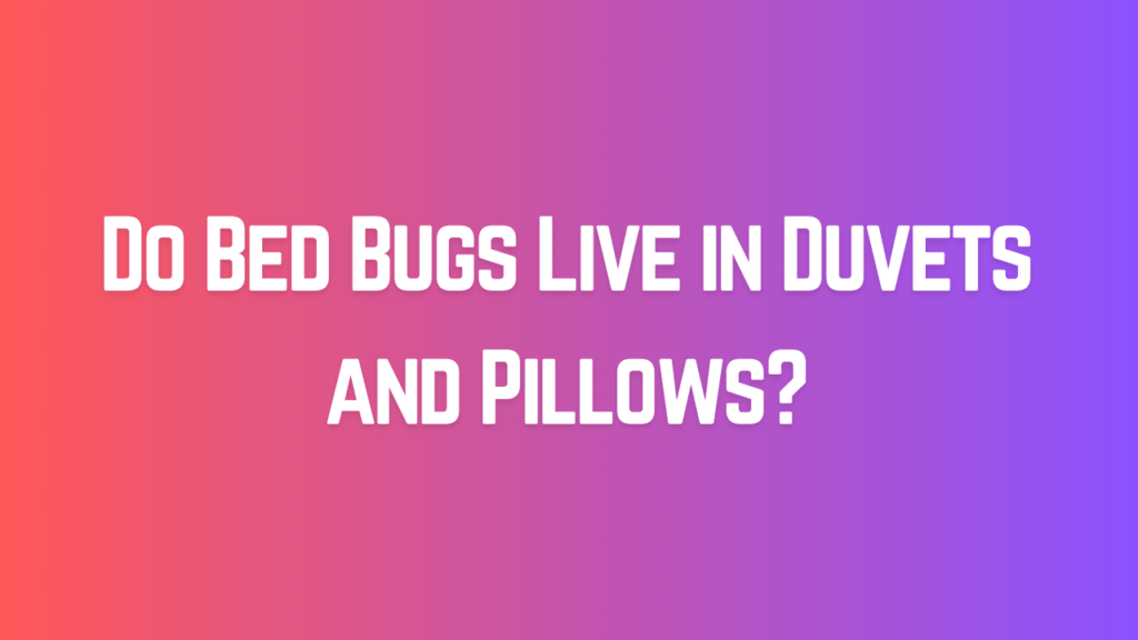 Do Bed Bugs Live in Duvets and Pillows